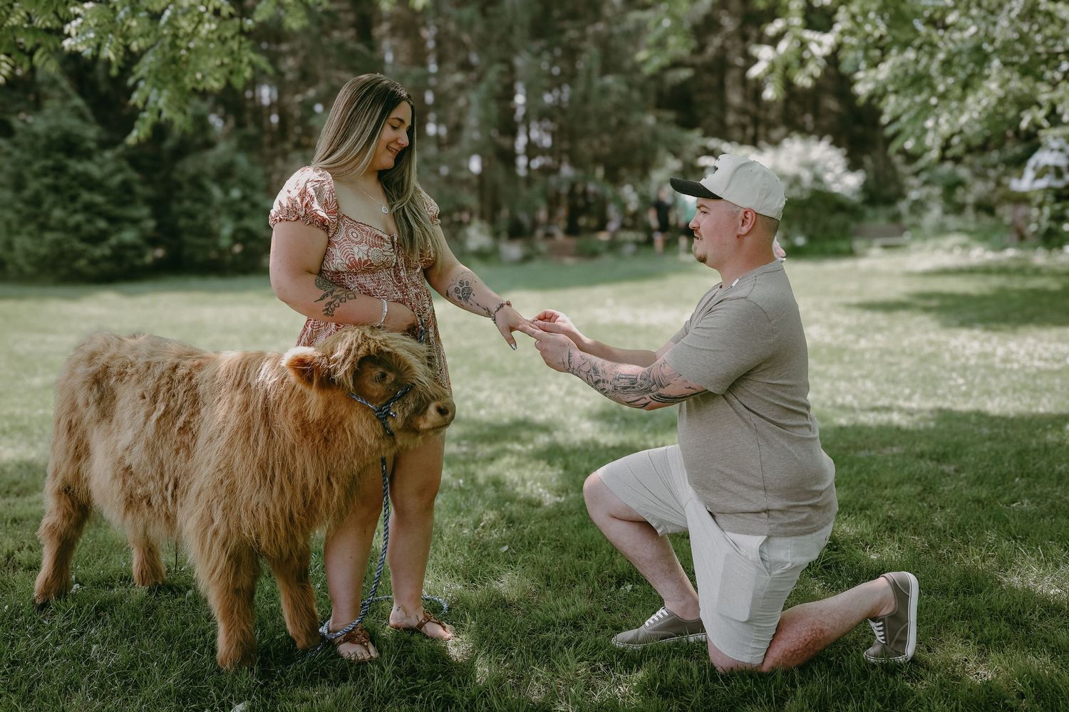 A romantic proposal moment in a grassy park with a fluffy Highland cow standing beside the couple.