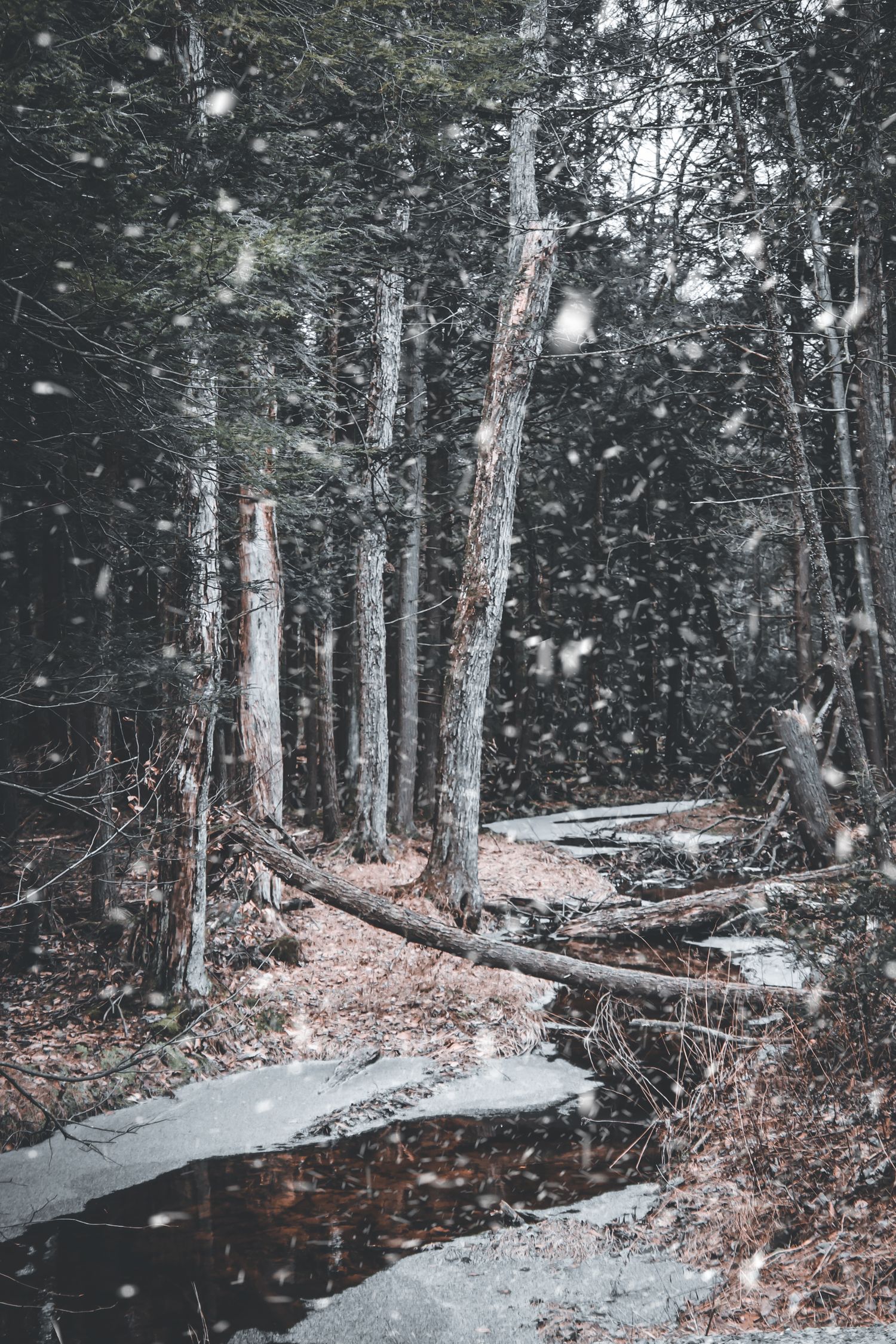 Snowy forest scene with winding creek through bare winter trees and fallen leaves in moody lighting.