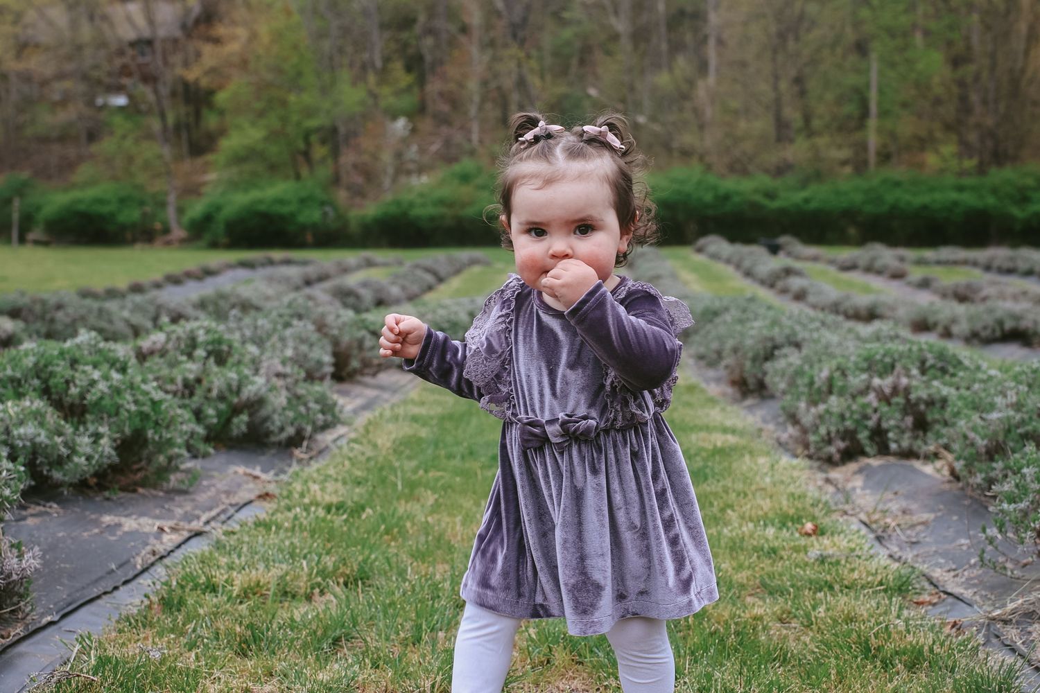 A person wearing a purple dress twirls playfully in a garden path surrounded by lavender plants.