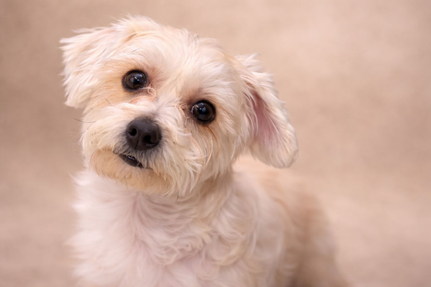 Cute fluffy white small dog looking at camera with curious eyes against a soft beige background.