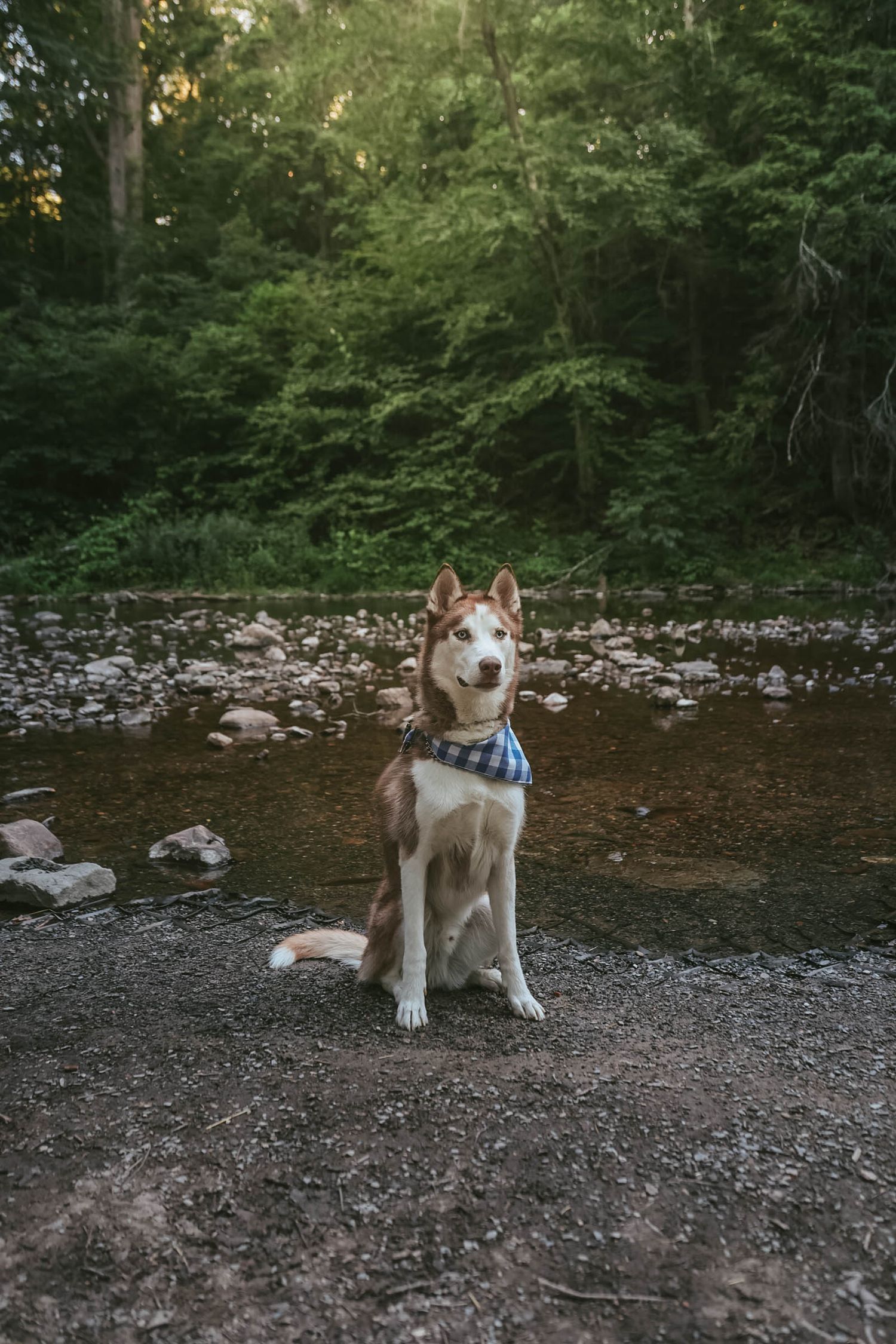 Red and white Siberian Husky dog wearing a plaid bandana sitting by a rocky forest stream.