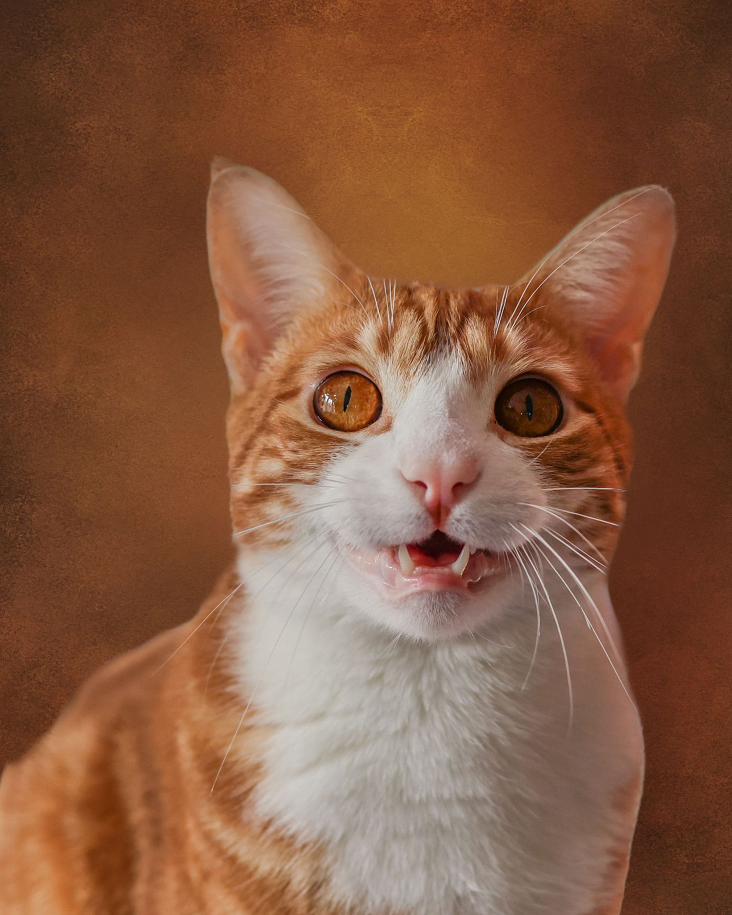 Close-up portrait of a ginger and white cat with expressive eyes against a brown backdrop.