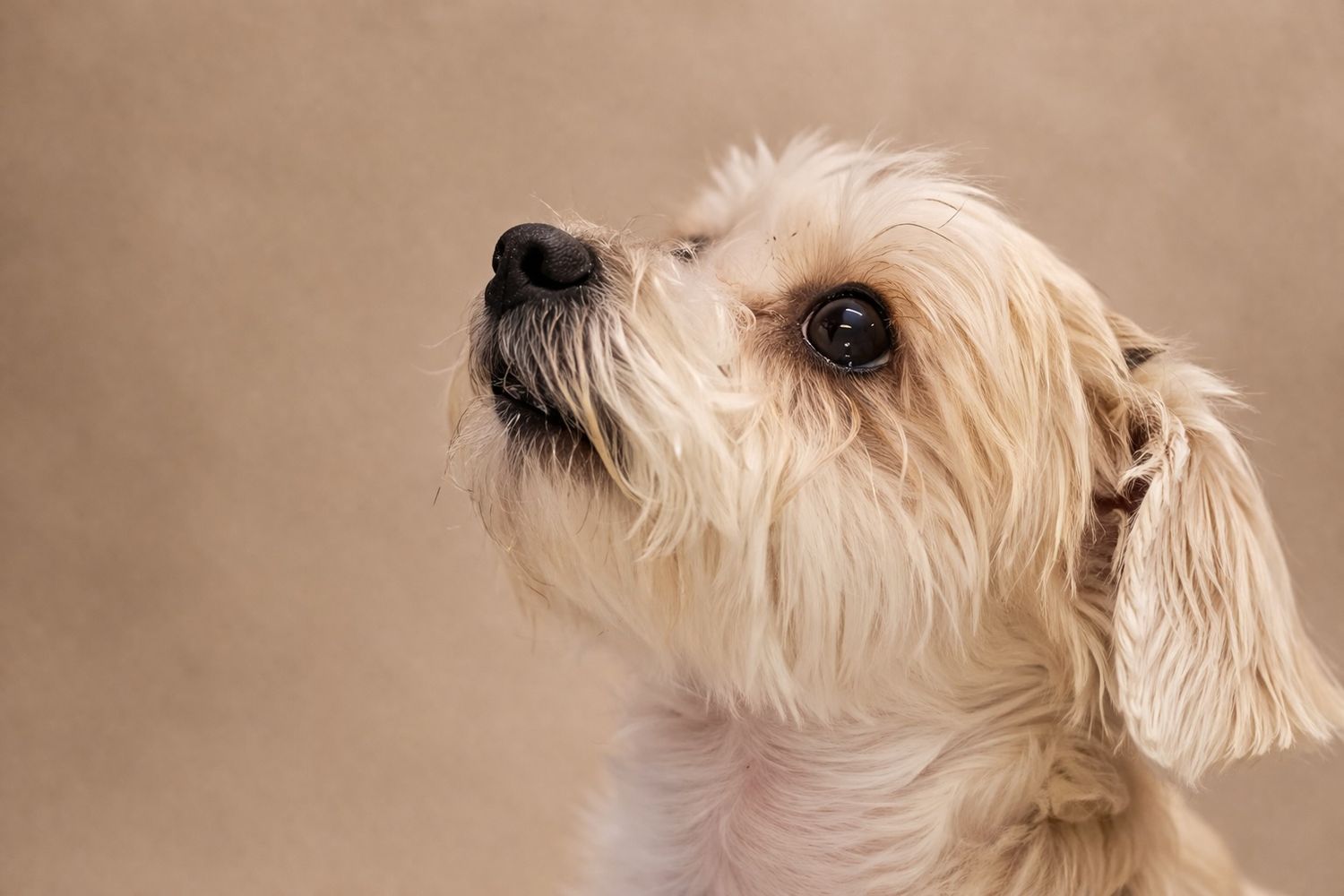 Close-up portrait of a fluffy white small dog looking up against a beige background.