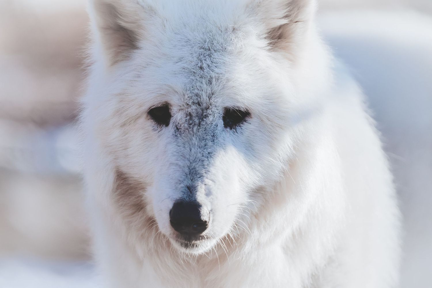 A majestic Arctic fox with white winter coat stands alert in snowy landscape, looking directly at the camera.