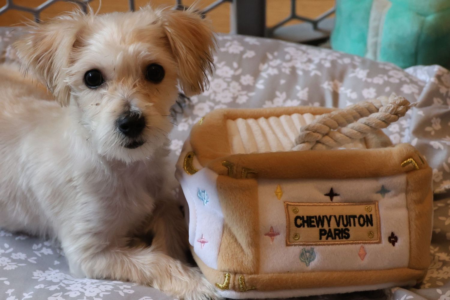 Small terrier dog lounging near designer-inspired decorative boxes.