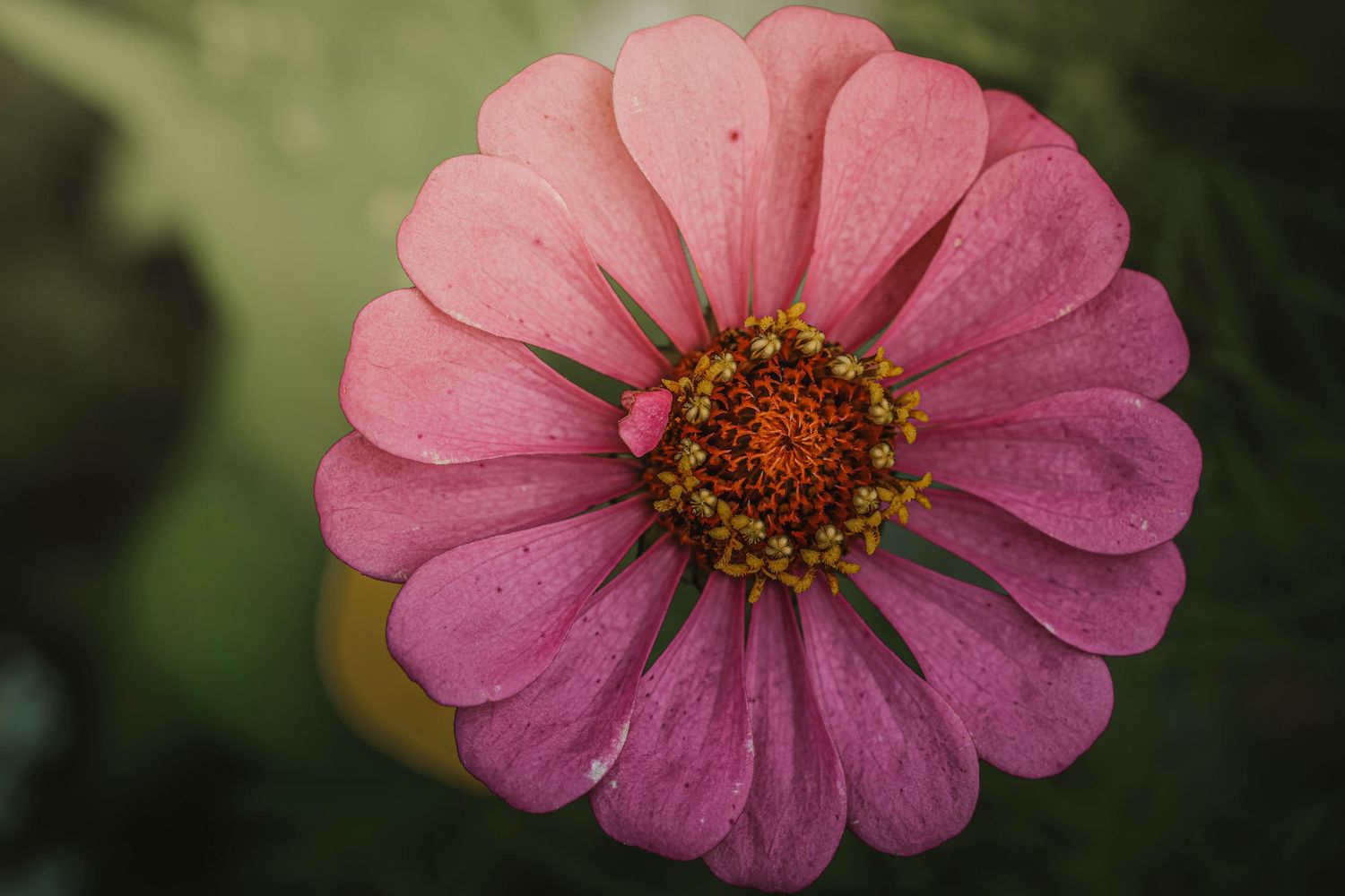 Close-up of a vibrant pink zinnia flower with orange center, photographed against a soft green bokeh background.