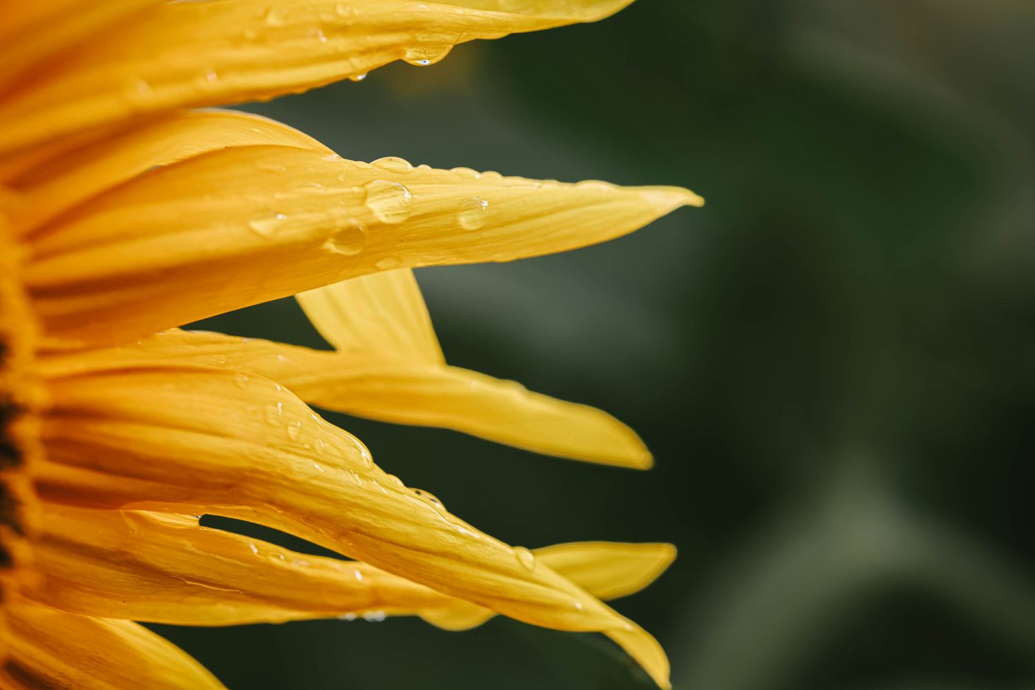 Close-up of vibrant yellow sunflower petals with glistening water droplets against a dark green background.