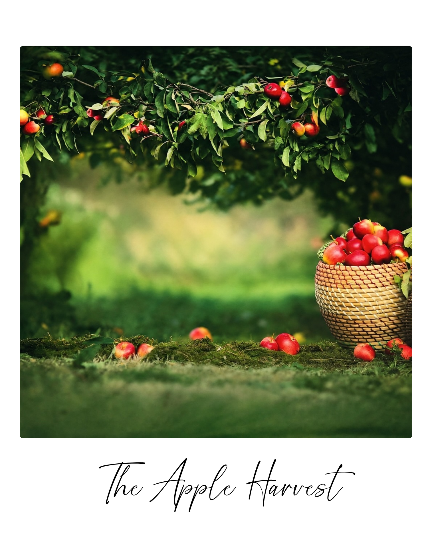 Red apples hanging from lush green tree branches above a wicker basket filled with freshly harvested apples on grass.