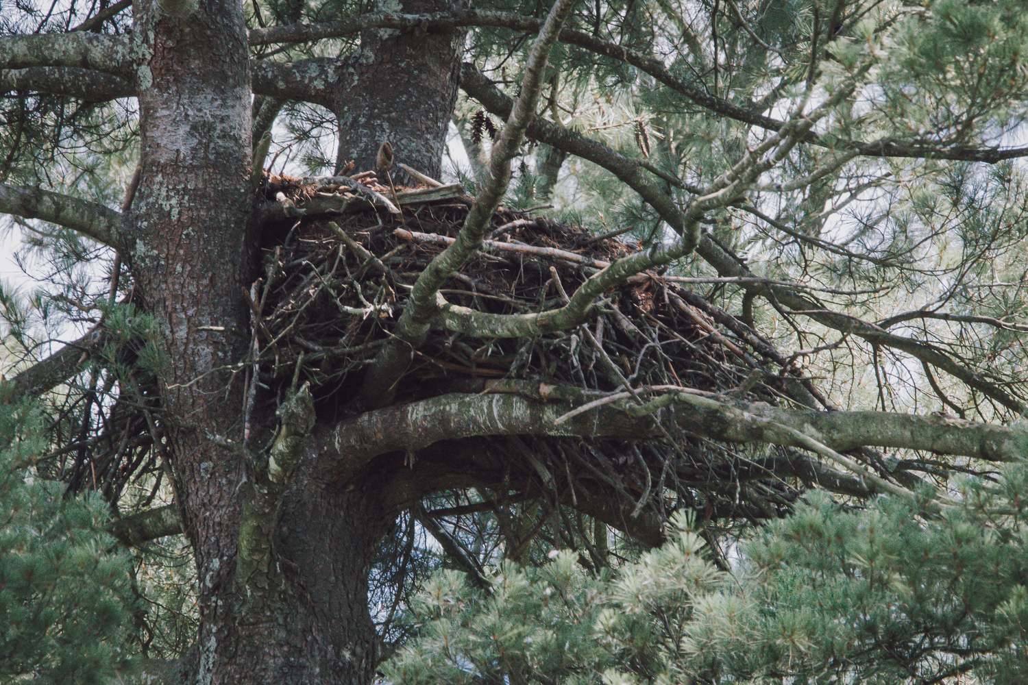 Large bird nest made of sticks and branches nestled in the fork of a tall pine tree in a forest.