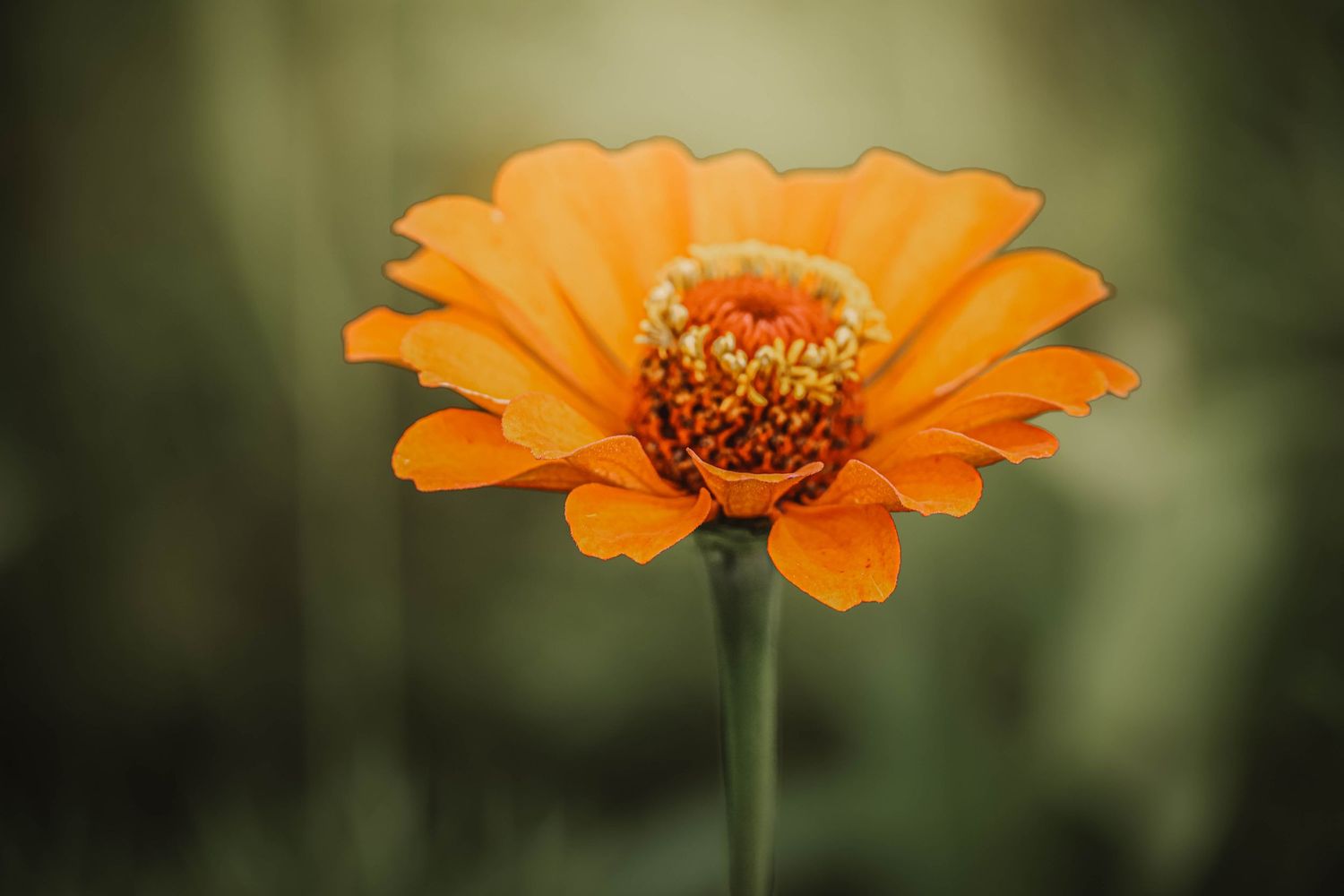 Vibrant orange zinnia flower in full bloom with yellow stamens, captured in soft focus against a green background.