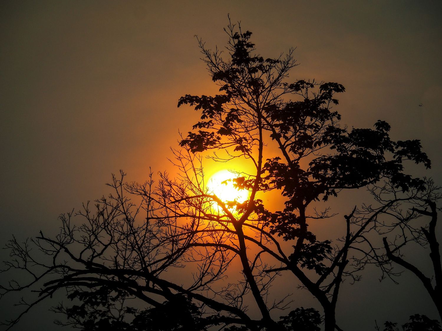 Dramatic sunset silhouettes bare tree branches against an orange sky in a moody nature scene.