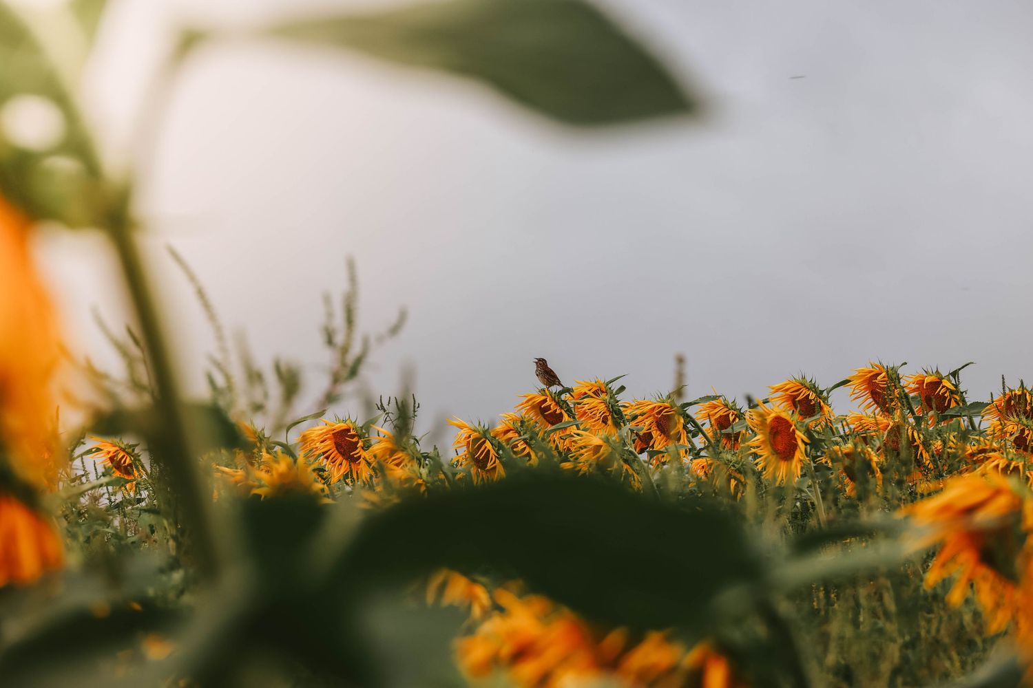 A vibrant sunflower field stretches under a cloudy sky, with a small bird perched among the bright yellow blooms.
