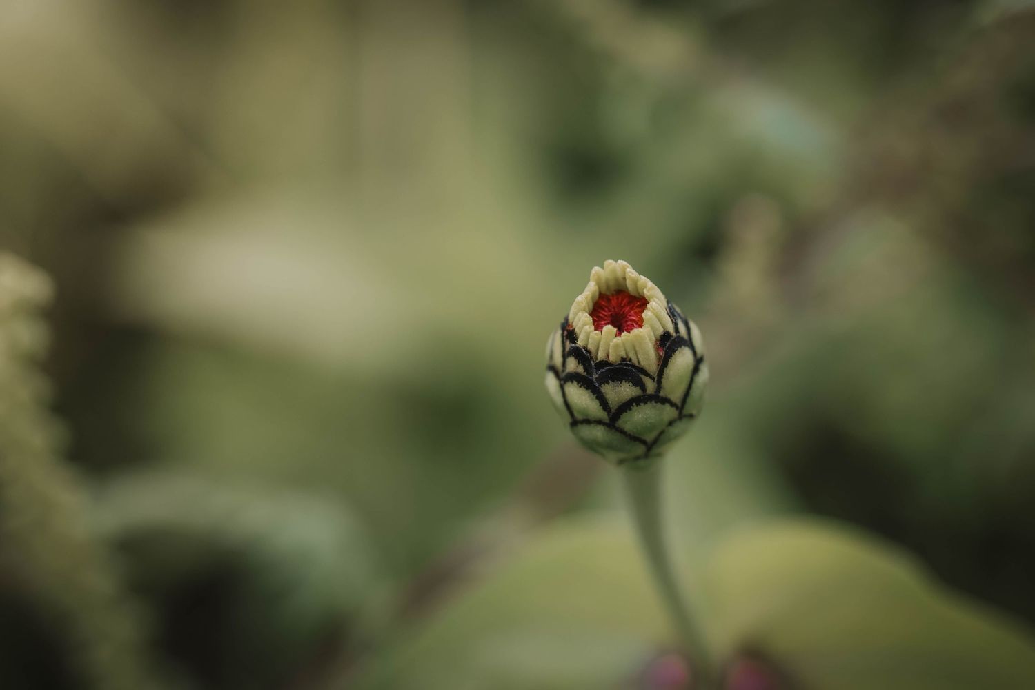 Close-up of a budding flower with red center and green petals on a blurred natural background.