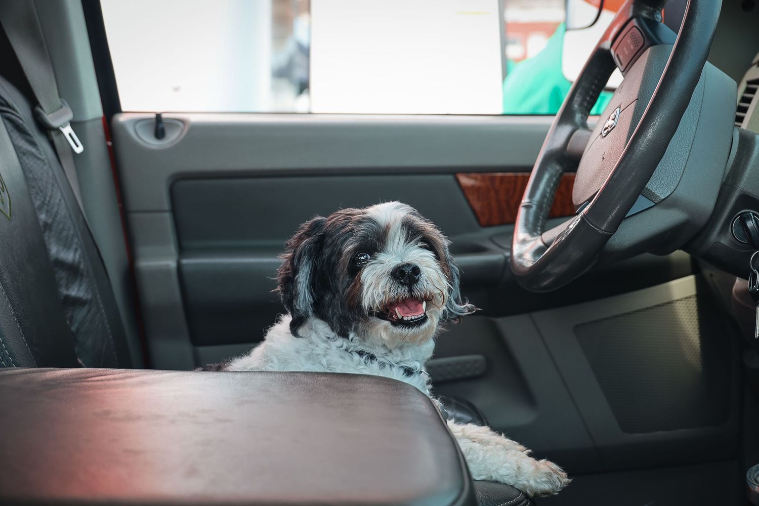 A fluffy black and white dog sits happily in the driver seat of a truck, mouth open and tail wagging.