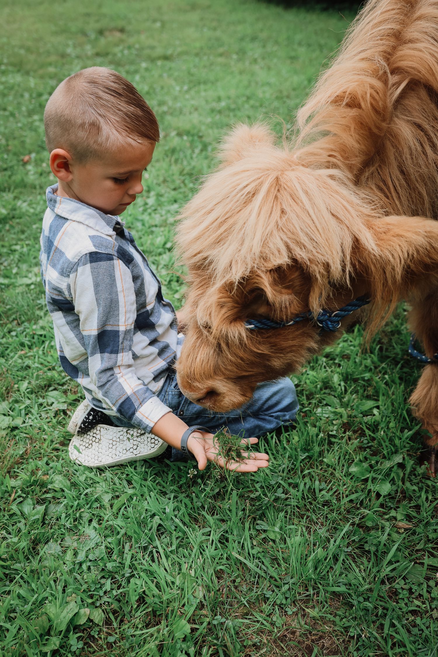A child in a plaid shirt sits in green grass with a fluffy brown dog exploring together outdoors.