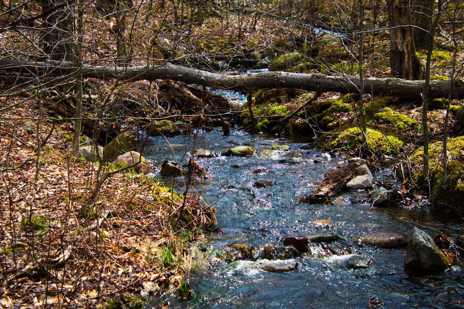A small woodland stream flows over rocks and fallen logs, surrounded by autumn leaves and green moss in a forest setting.