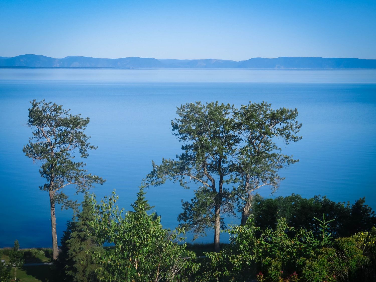 Two tall pine trees frame a sweeping view of blue lake waters and distant mountains.