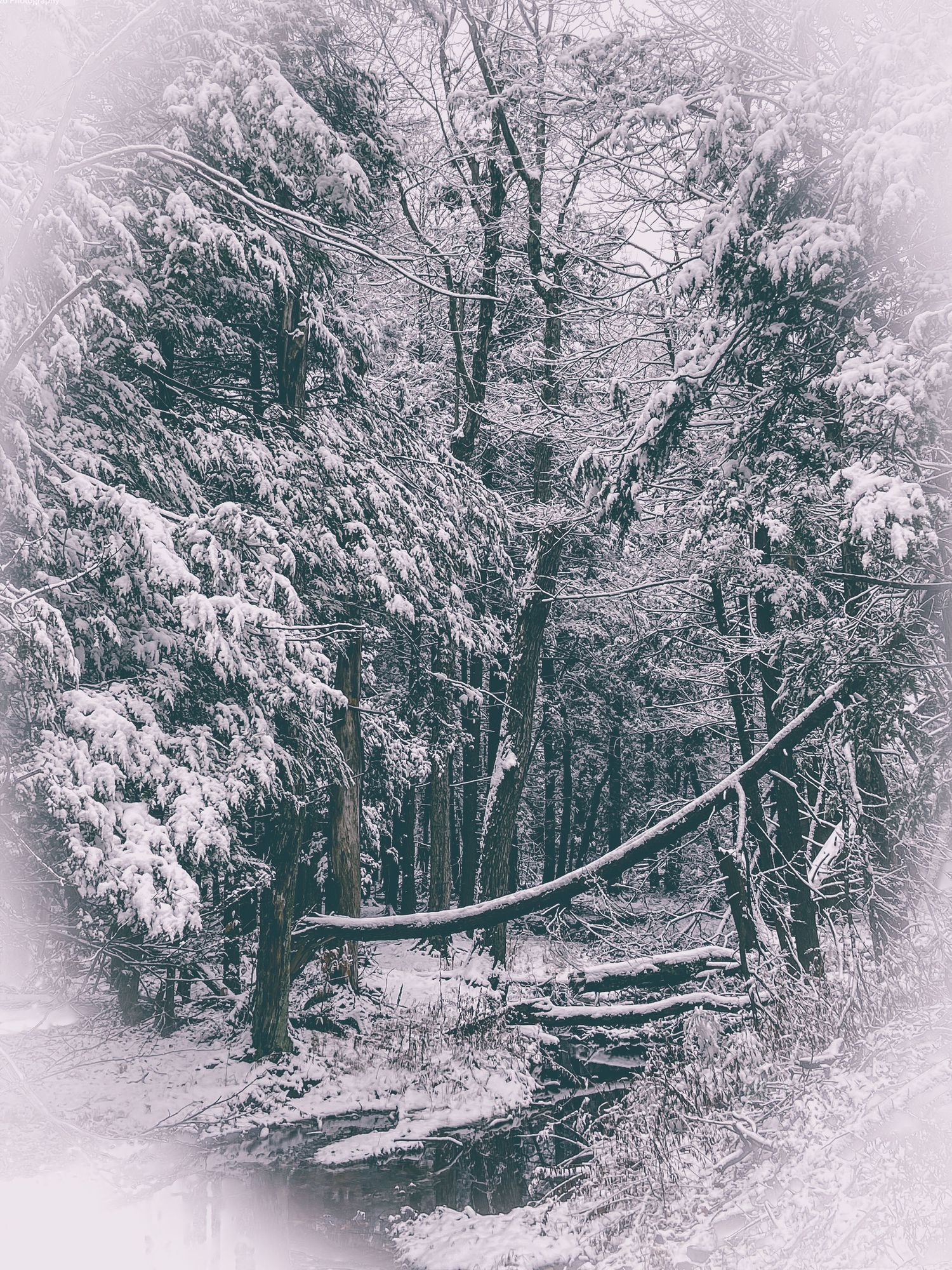 Snow-covered forest path winds through bare trees with heavy white snow clinging to branches in winter landscape.