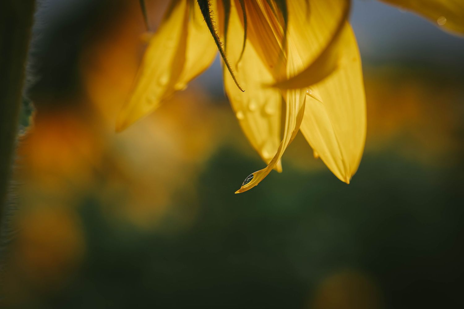 Close-up of vibrant yellow sunflower petals with water droplets, set against a blurred green garden background.