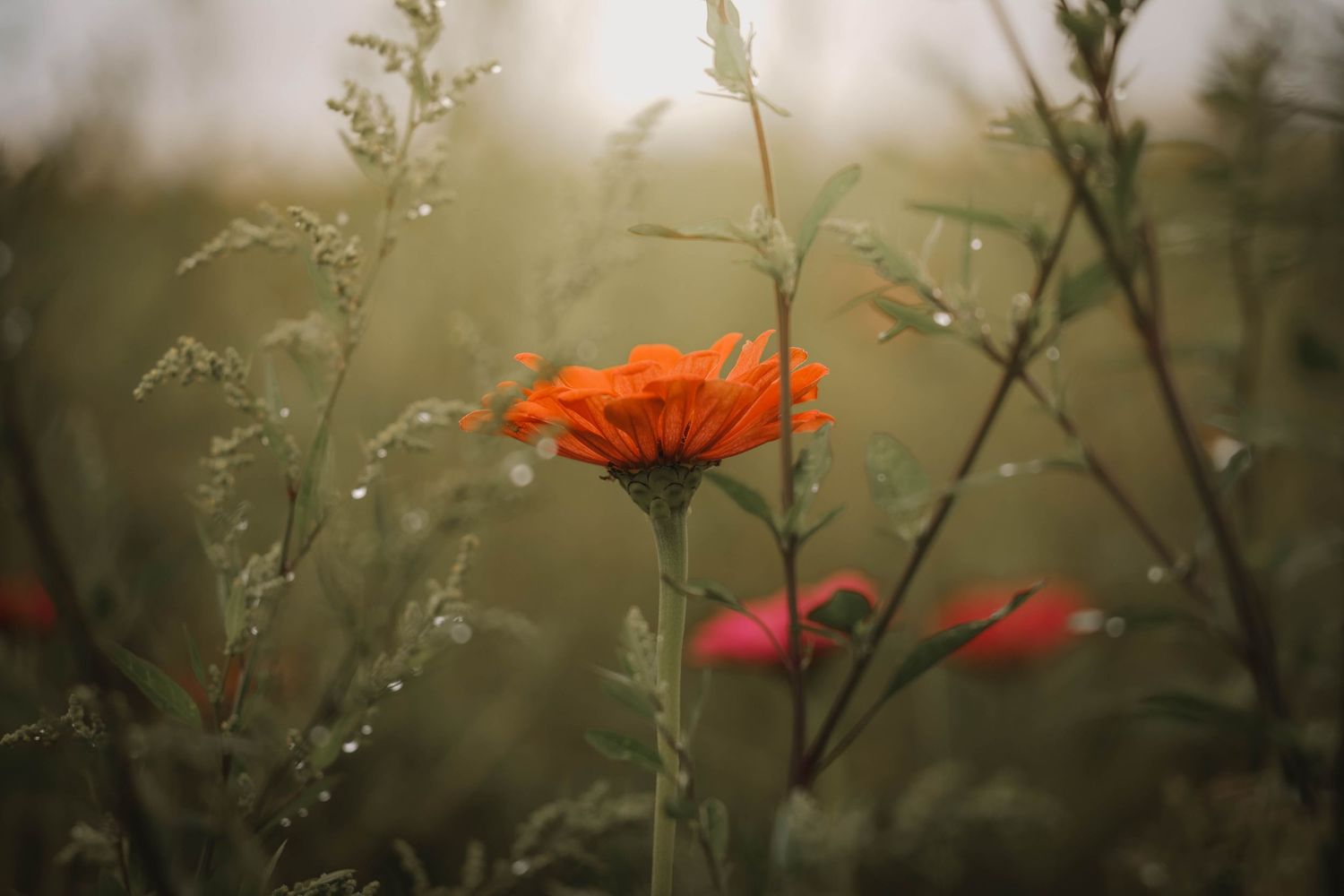 Orange flower with dew drops blooming among green stems in a soft, misty garden setting.