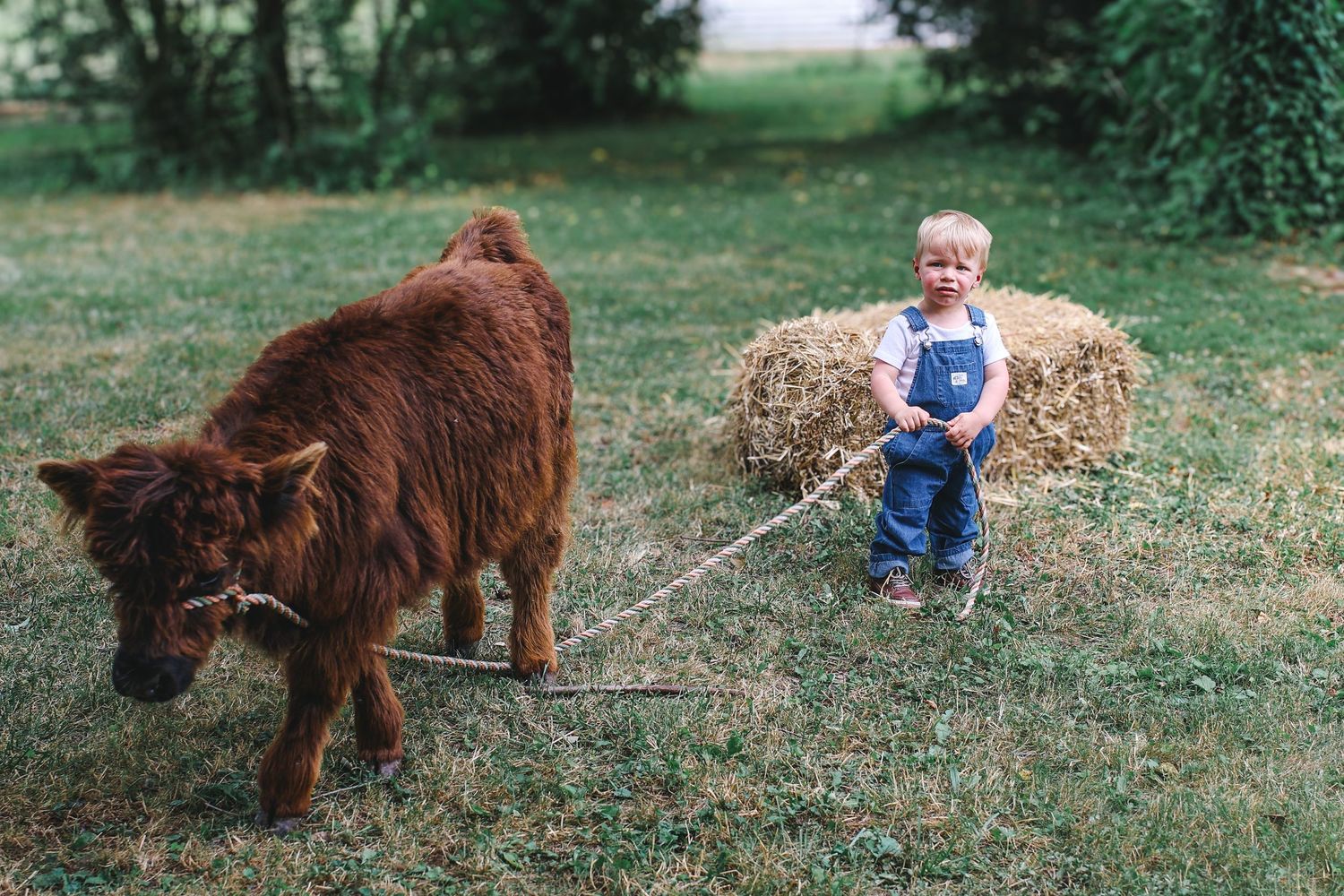 A large brown Newfoundland dog walks on a grassy lawn with someone holding its leash.