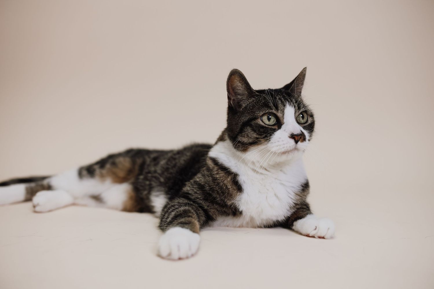 A tabby cat stretches and lounges comfortably on a beige surface, showing its white belly and relaxed posture.