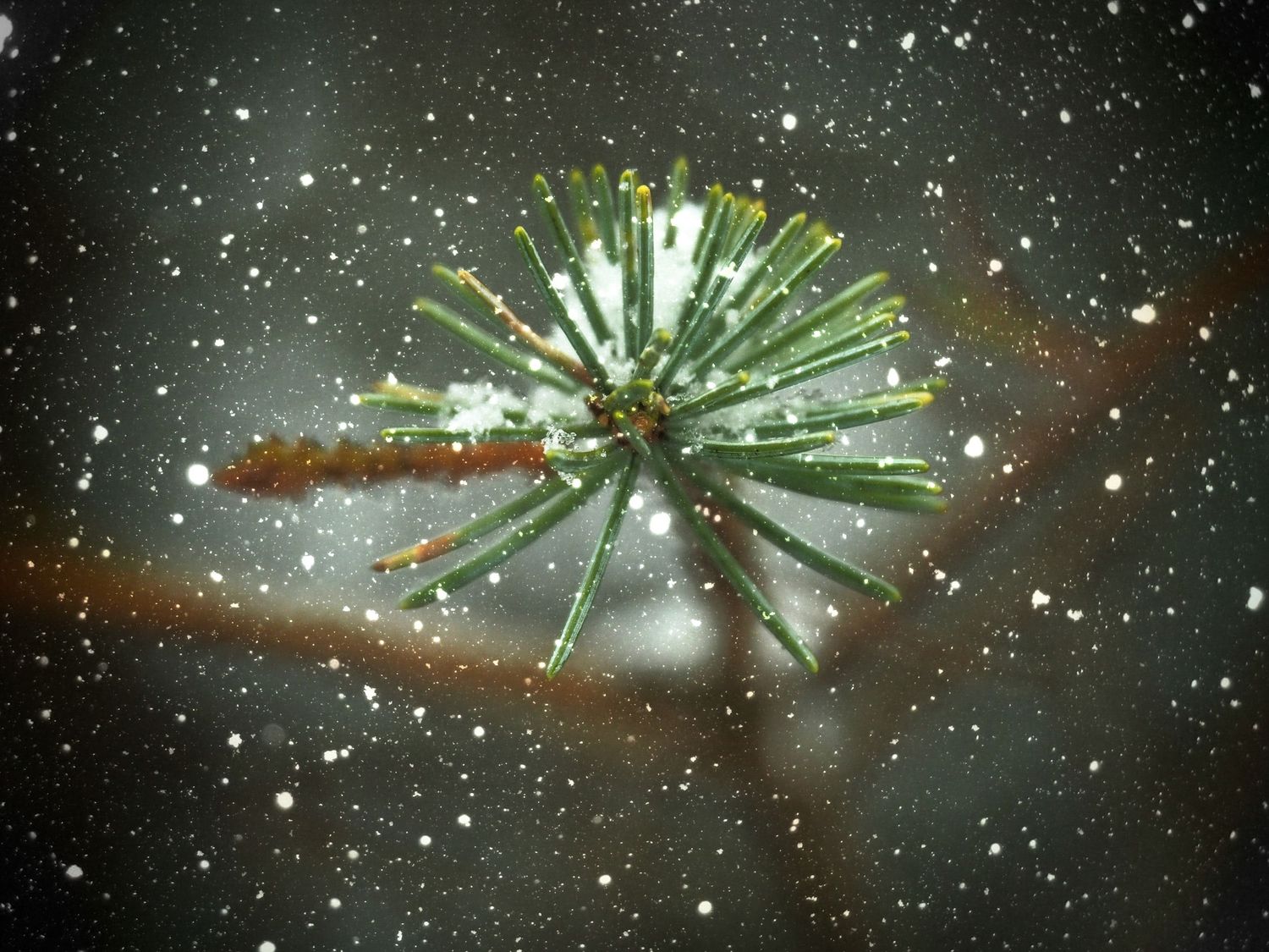 A series of firework bursts against a dark night sky create a sparkling display of green and white light trails.