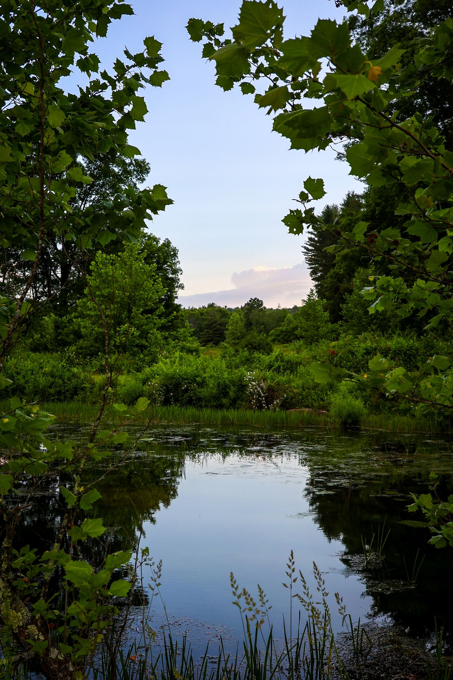 A serene pond reflects the sky through lush green trees and vegetation, creating a peaceful natural setting.