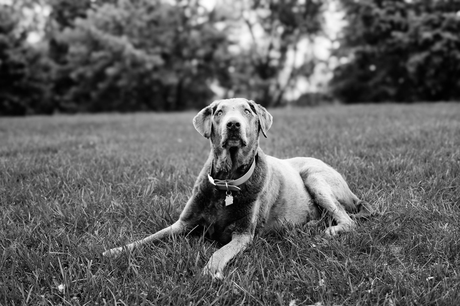 Black and white photo of a happy Great Dane dog lying in grass with mouth open in a friendly expression.