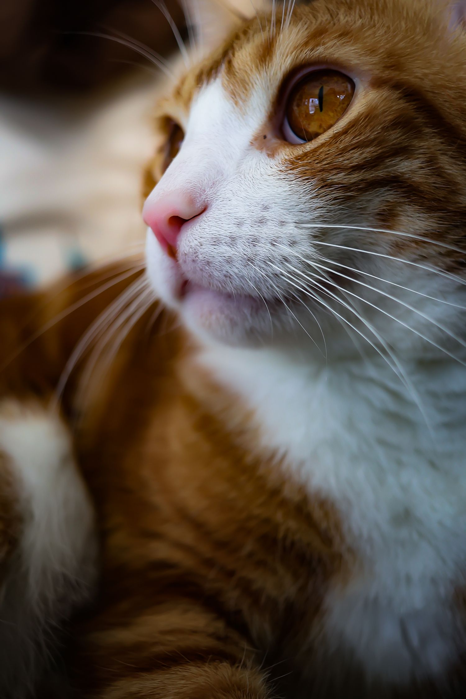 Close-up macro shots of an orange and white cat's face showing different angles and expressions.