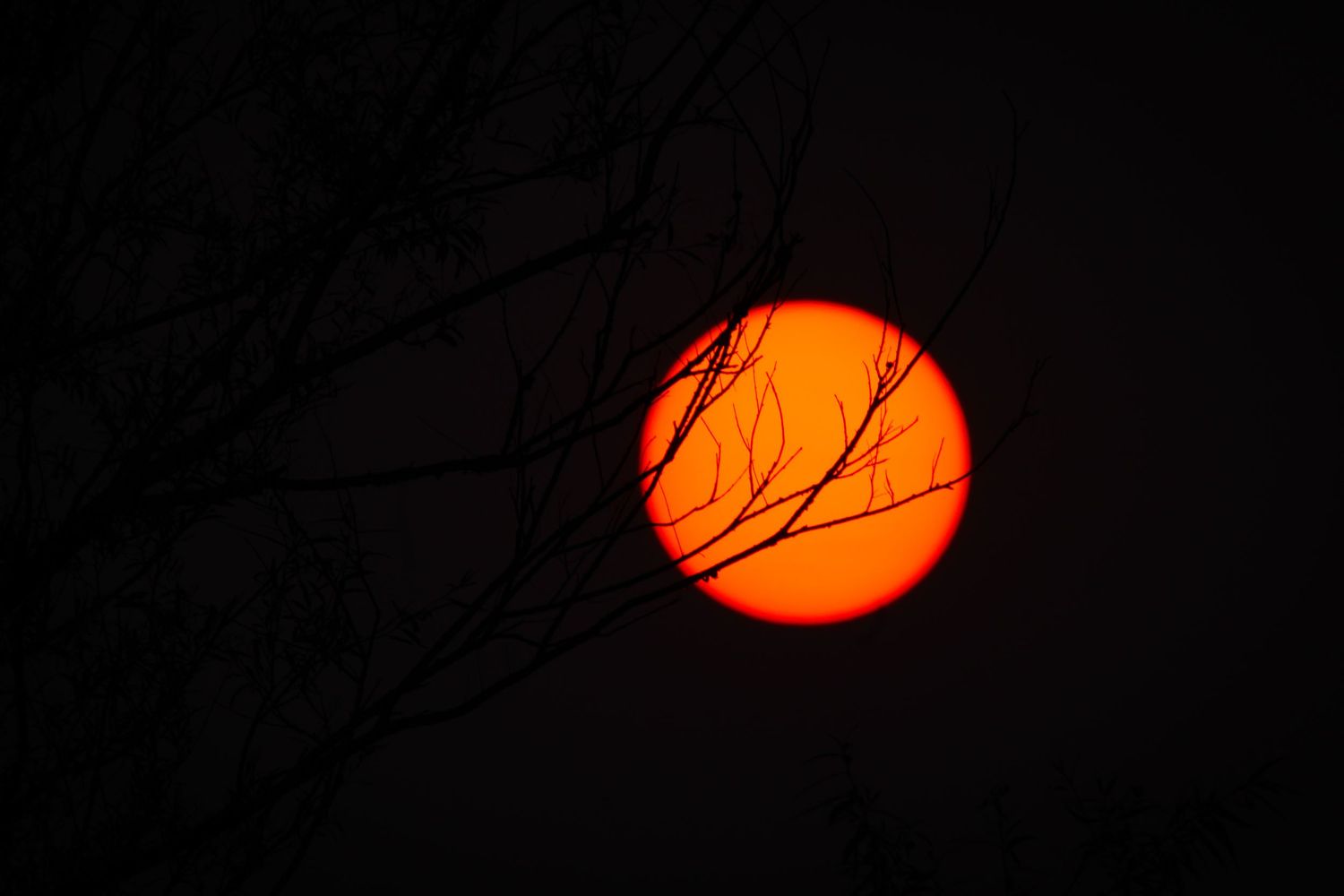 Timelapse sequence showing the sun setting behind bare tree branches against a dark sky, transitioning from bright orange to red.