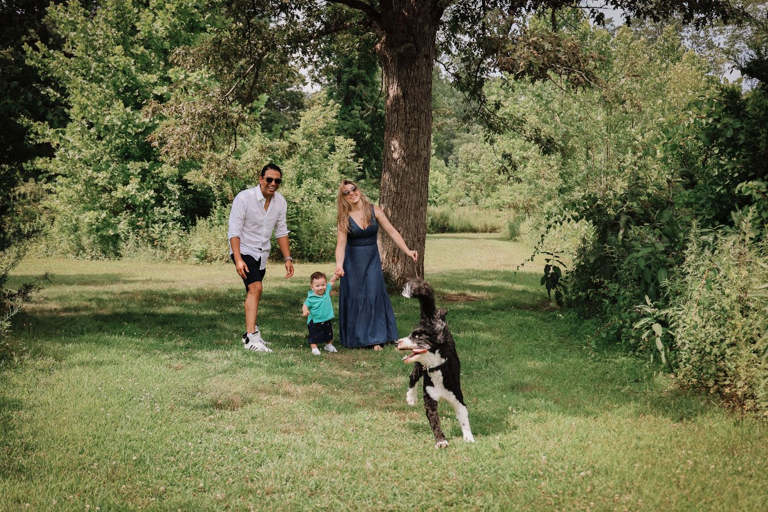 People and dogs enjoy a sunny day in a lush green park setting with scattered trees and natural lighting.