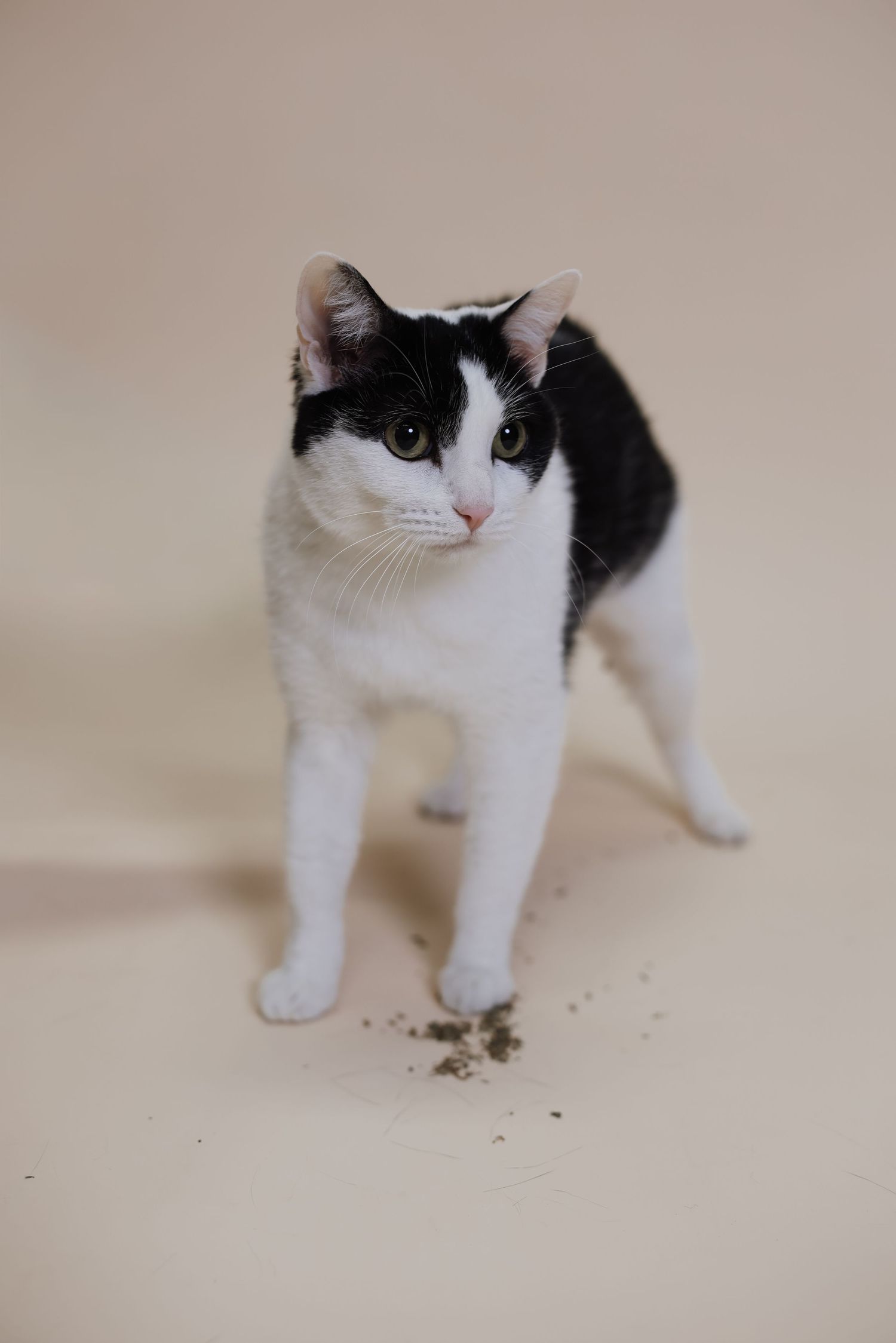 A black and white cat walks across a light colored surface showing different angles of its body in a series of photos.