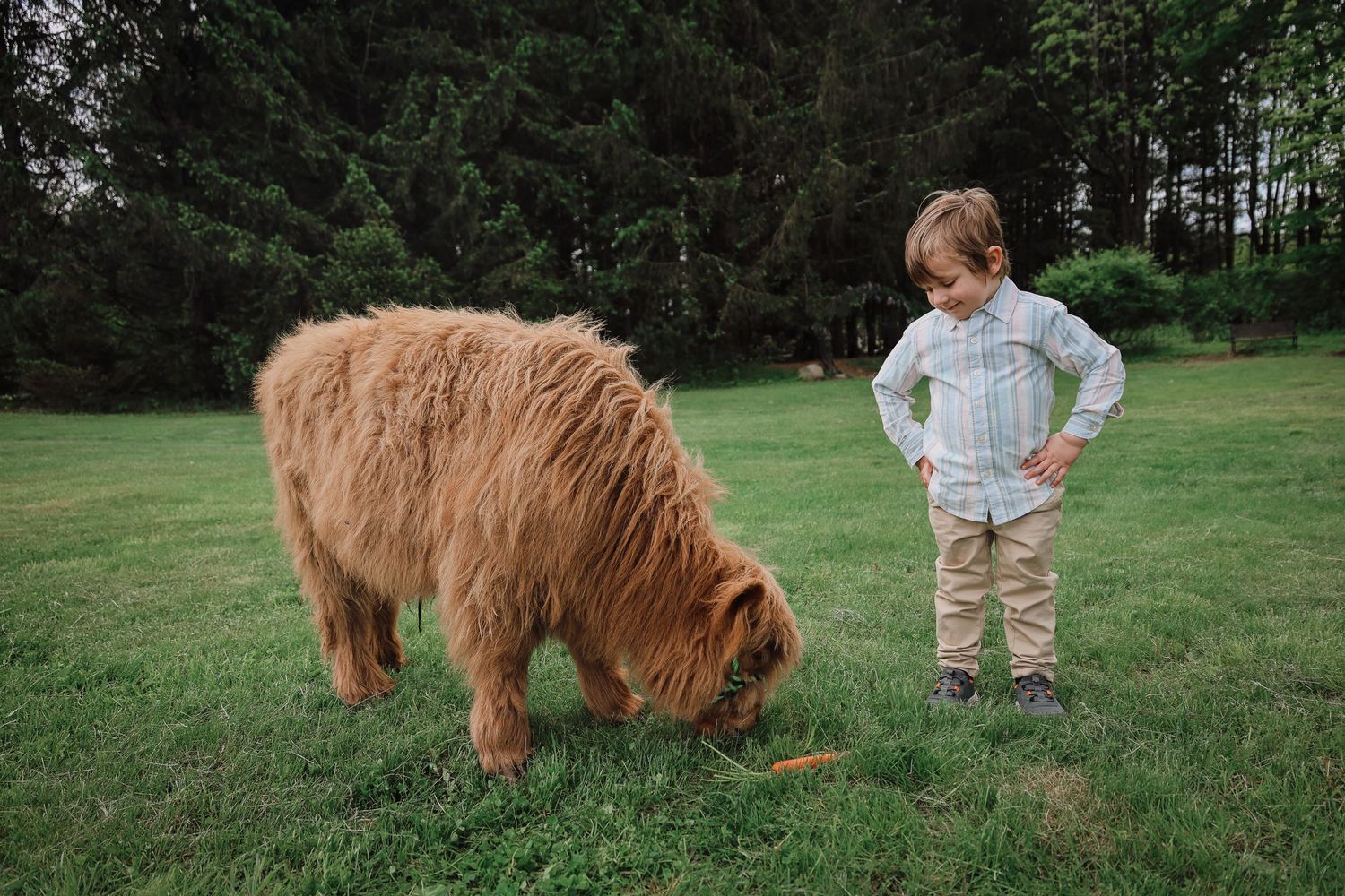 A person in light colored clothing stands next to a large fluffy brown dog on a grassy lawn.