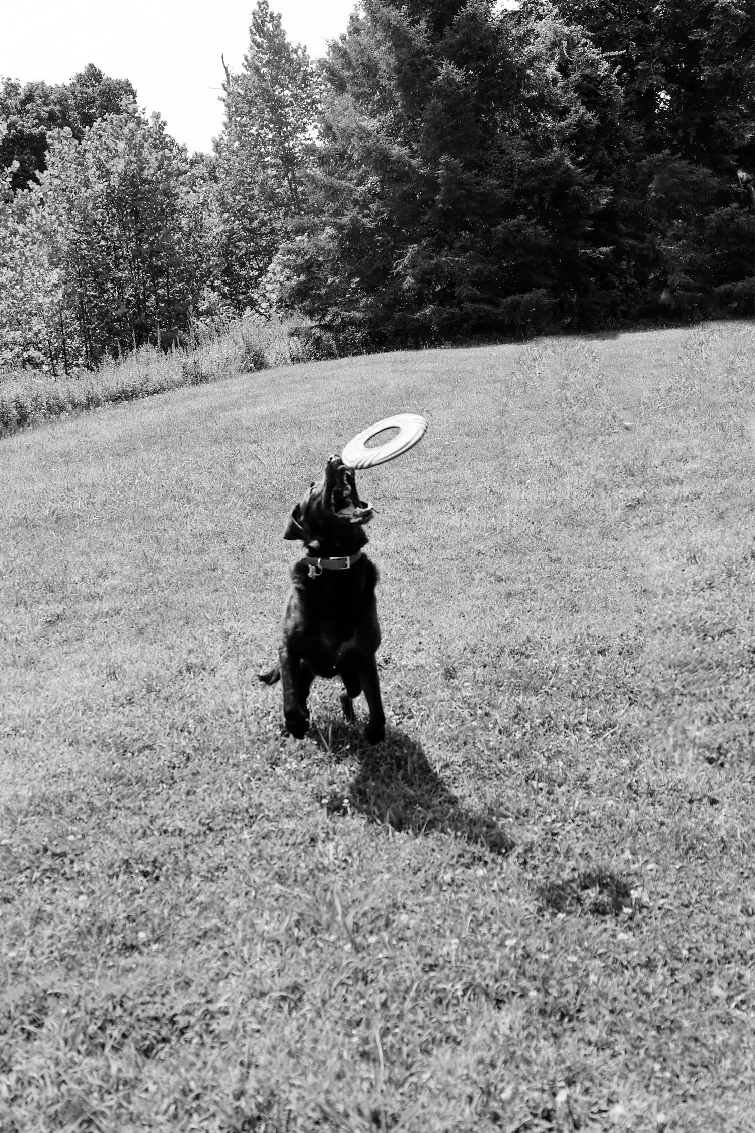 Black dog playing with a frisbee while running uphill in a grassy field on a sunny day.