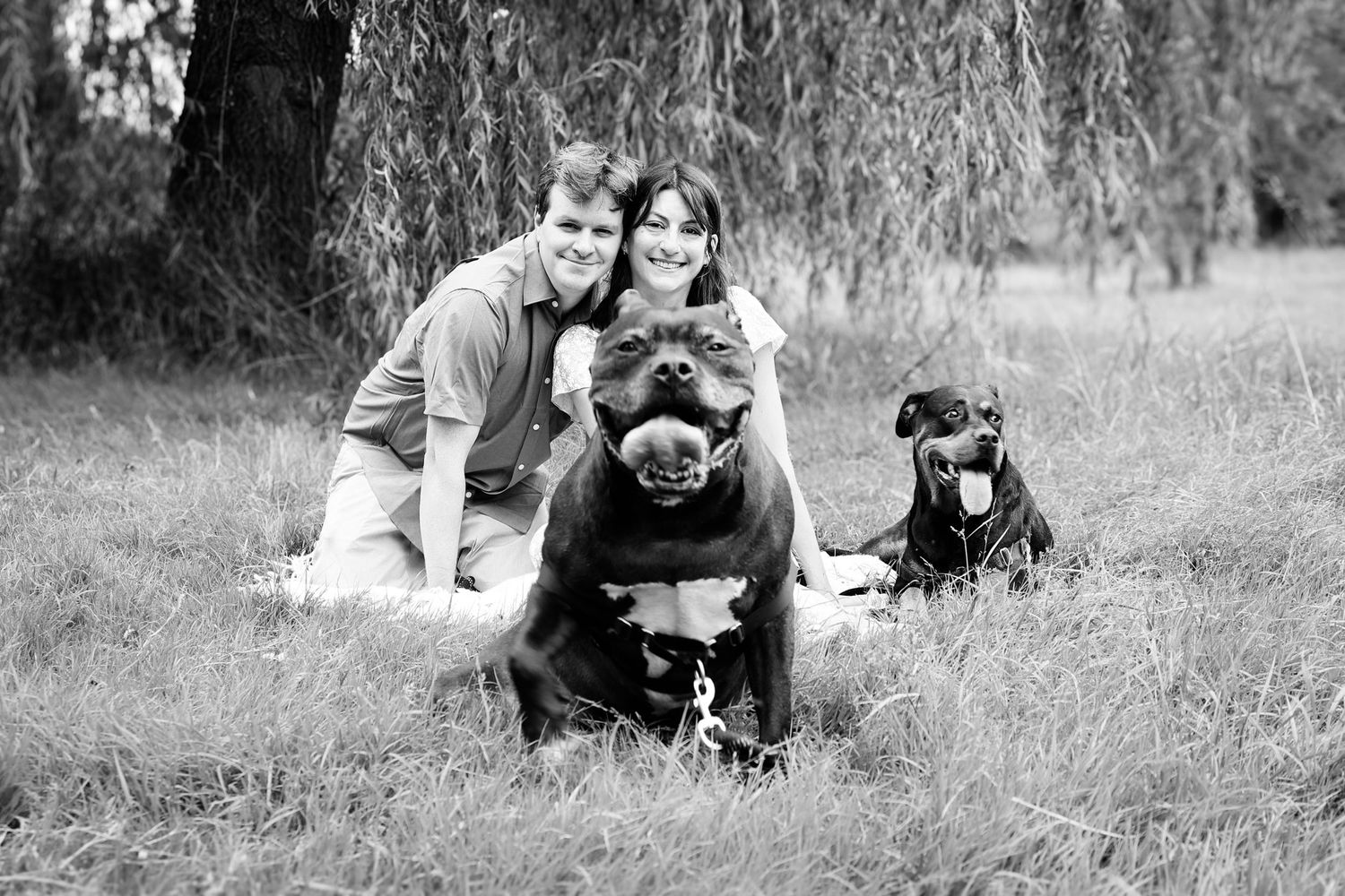 A black and white outdoor family portrait with two dogs sitting in a grassy field beneath a willow tree.