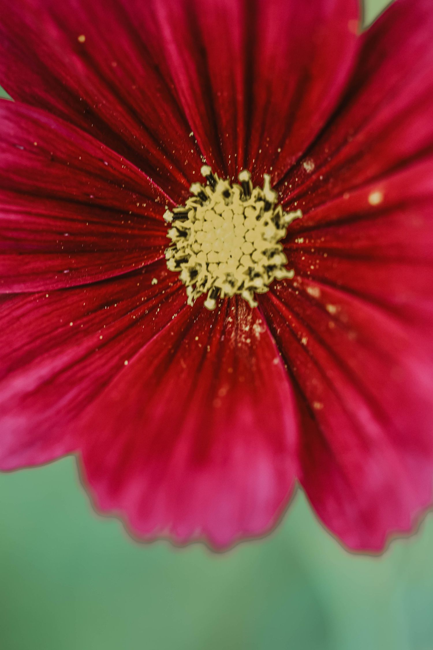 Close-up macro photo of a vibrant red cosmos flower with yellow center stamens against a soft green background.