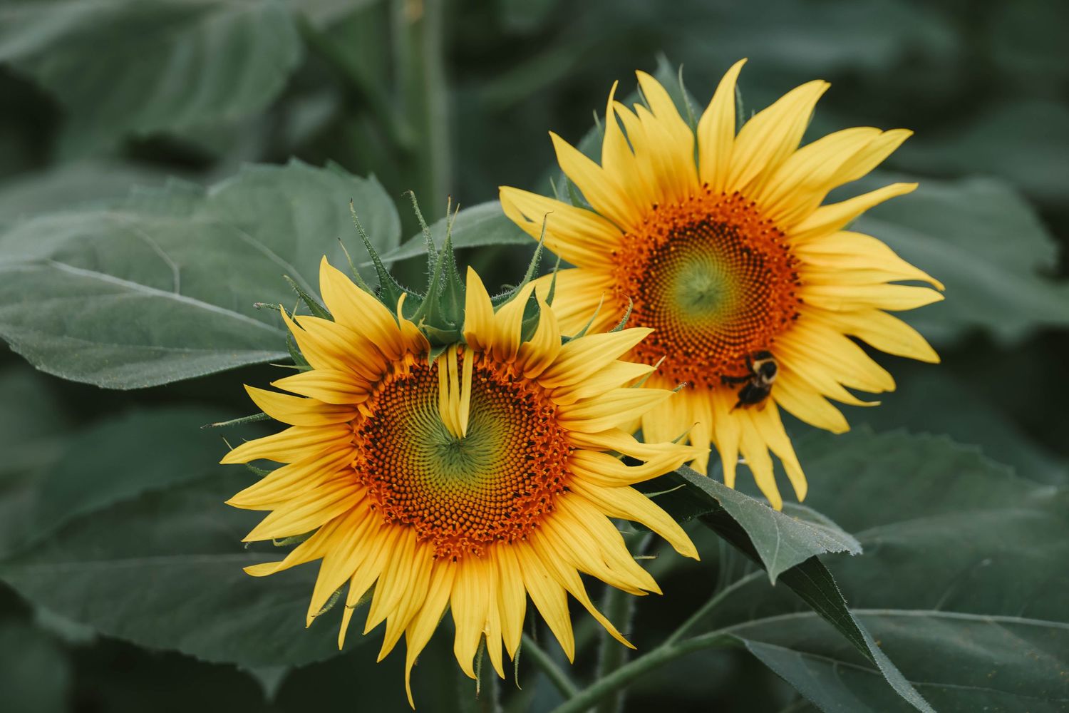 Two bright yellow sunflowers with brown centers bloom among green leaves, with a bee visible on one flower.