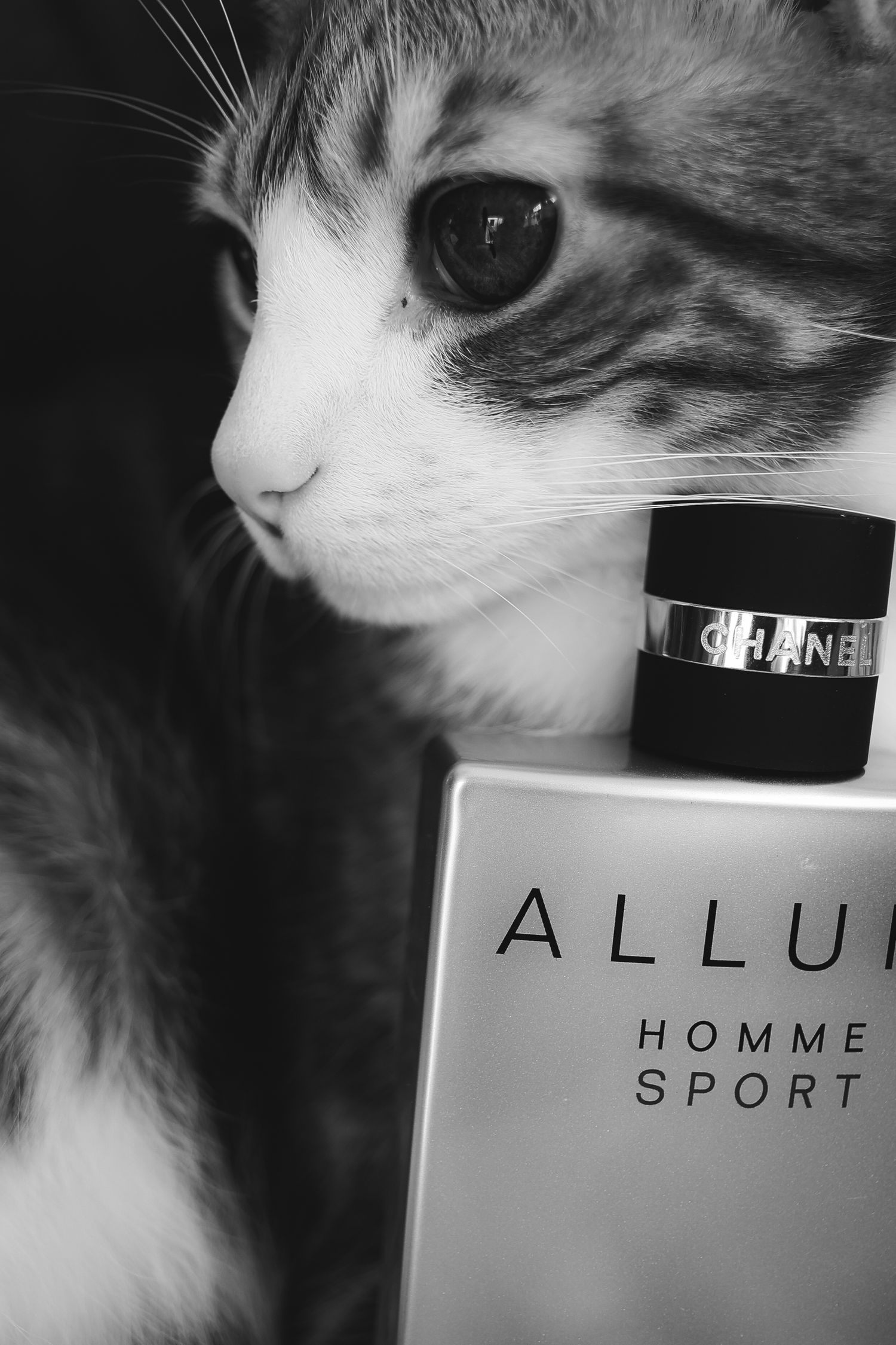 Black and white photo series showing a cat's face next to various Chanel perfume bottles.