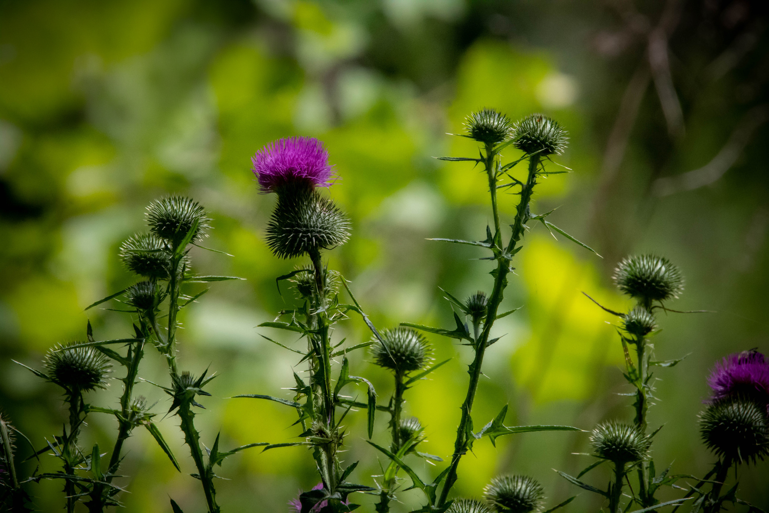 Purple thistle flowers with spiky green stems bloom in a lush garden with a soft bokeh background.