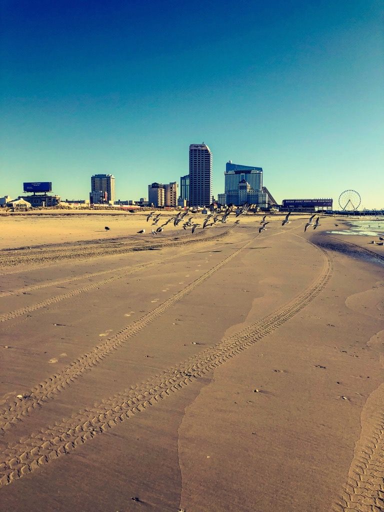 Flock of seagulls on sandy Atlantic City beach with iconic casino skyline and Ferris wheel in background on clear day.