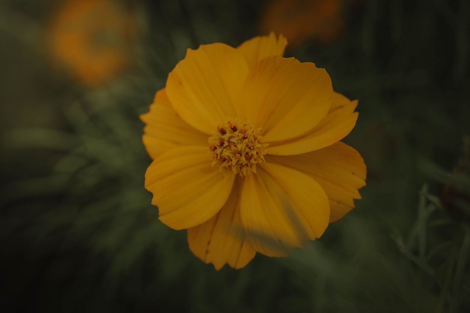 Vibrant yellow cosmos flower in full bloom with feathery green foliage in soft focus background.