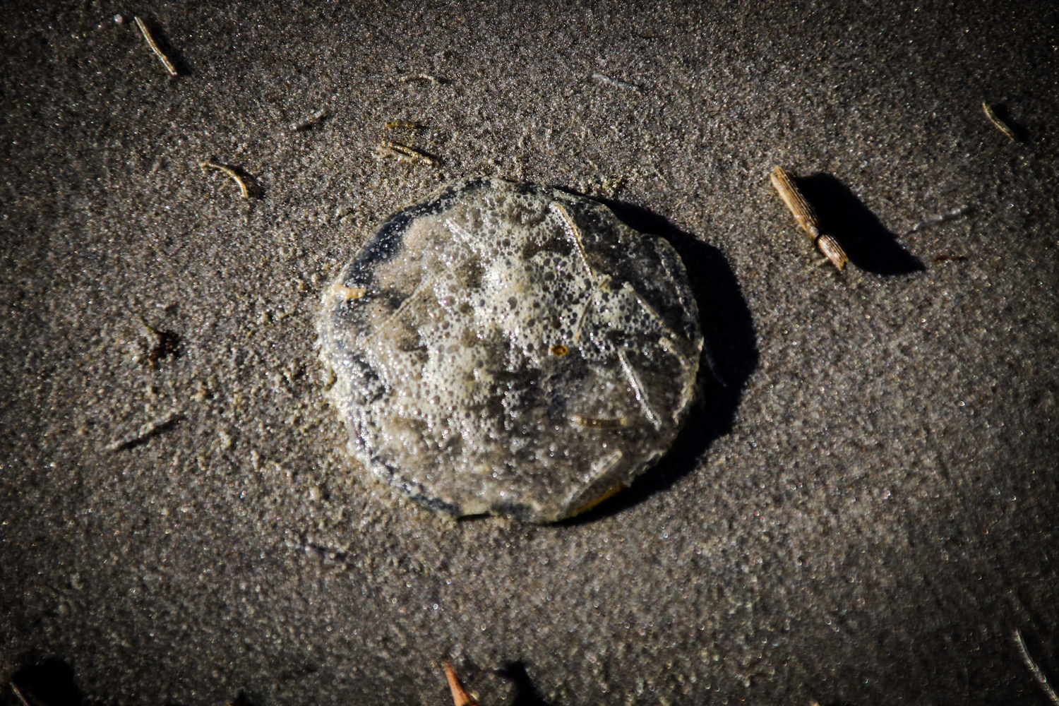 Close-up of a worn, circular stone or fossil resting on dark sandy ground with small debris nearby.
