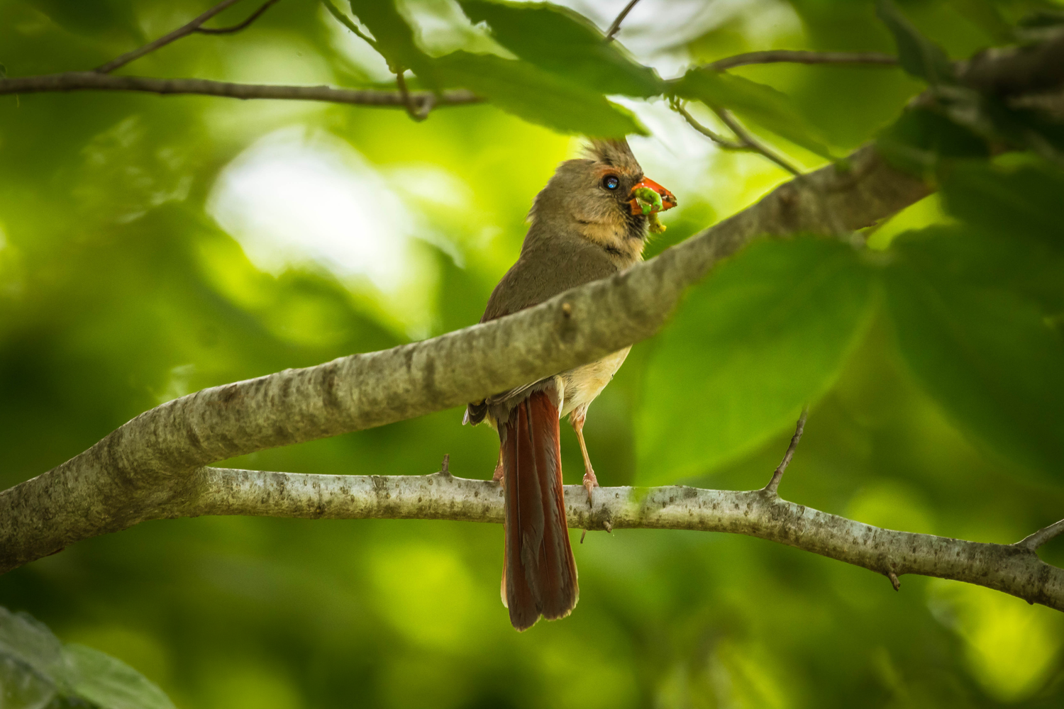 Female northern cardinal perched on a tree branch surrounded by lush green foliage, holding food in her beak.