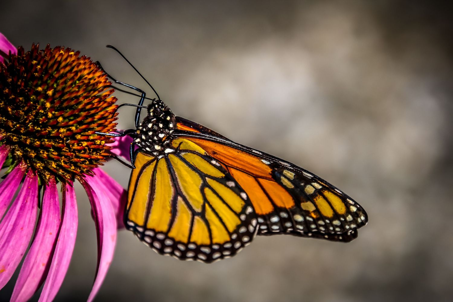 Monarch butterfly perched on vibrant pink coneflower in macro photography.