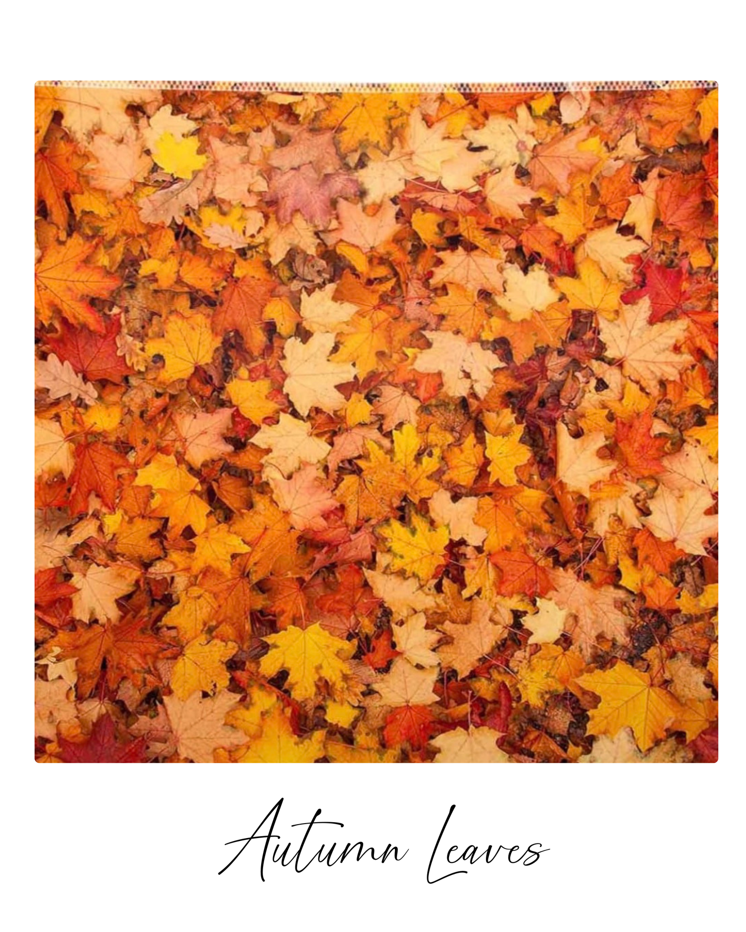 Vibrant autumn maple leaves in shades of orange, red and yellow scattered across the ground create a colorful fall carpet.