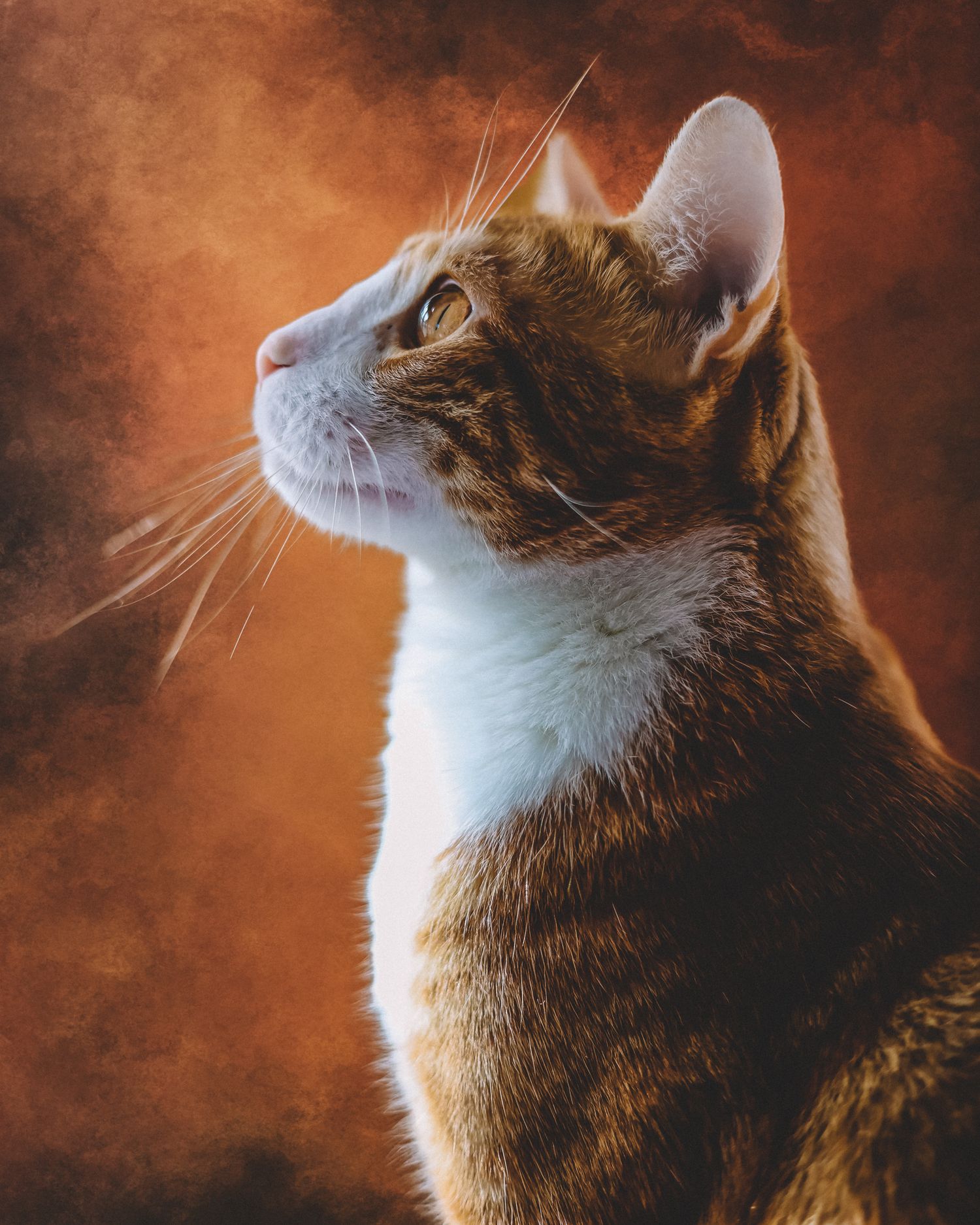 Side profile of a brown and white cat looking up against a warm brown background.