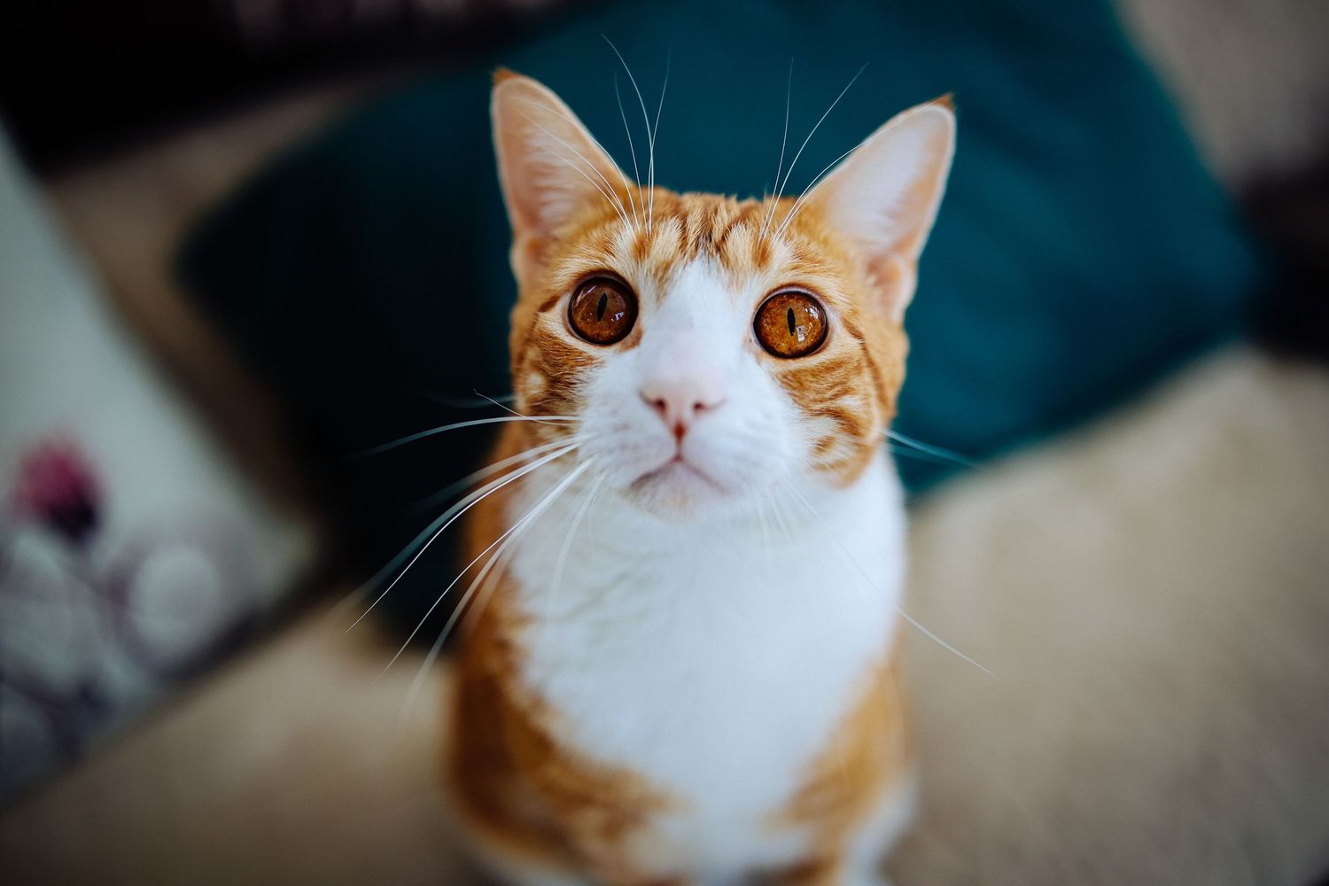Close-up portrait of an orange and white cat with bright golden eyes looking at the camera.