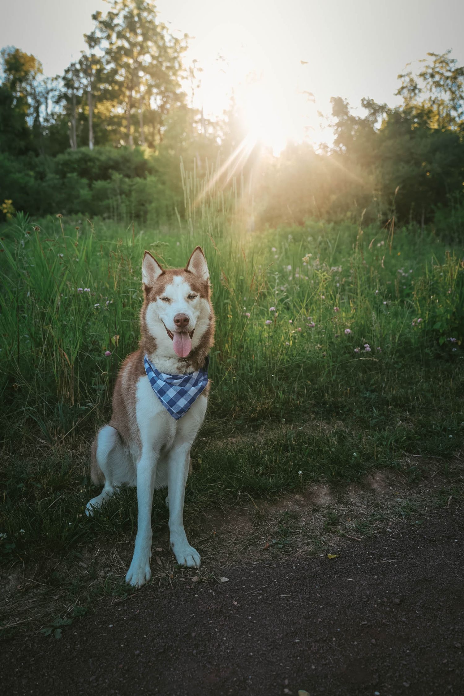 A happy red and white Siberian Husky wearing a plaid bandana sits on a path in a sunny green meadow.