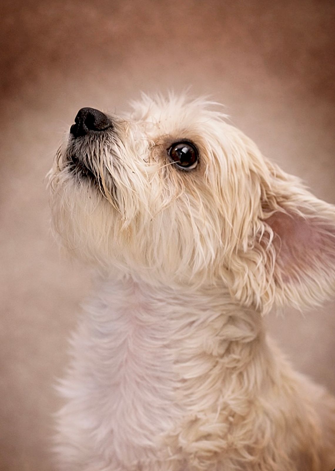 Adorable white Maltese dog looking up with fluffy fur and dark eyes against a warm brown background.